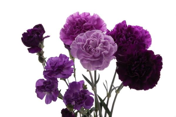violetit neilikan kukat, jotka tarkoittavat puutarhan istutusta