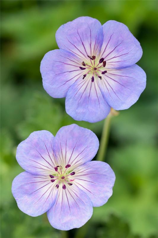 violetti cranesbills kauniita koristeideoita puutarhakasveja