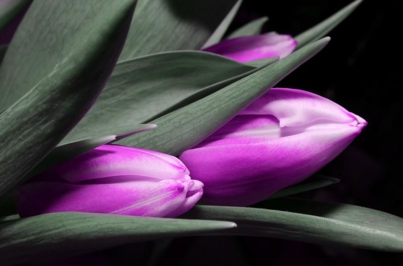violetti tulppaanikimppu