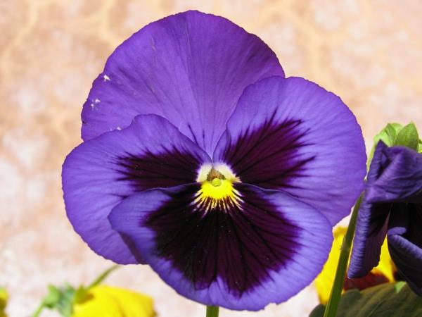 violetit violetit kukat tarkoittavat kasveja