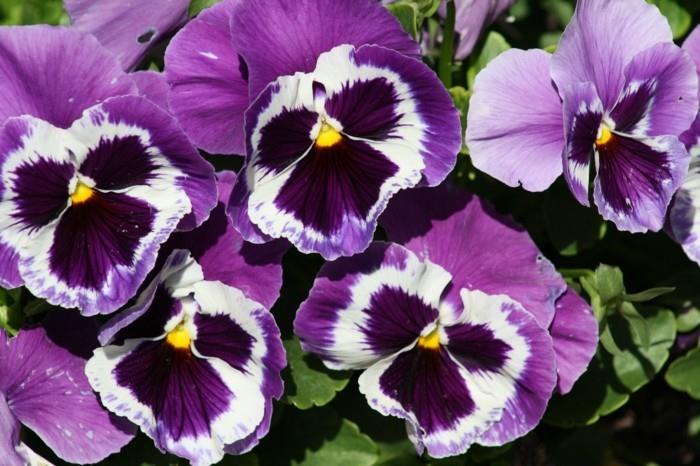 violetti valkoinen näyttää hyvältä