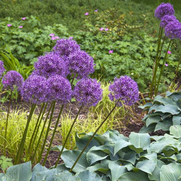 violetti sipuli valkosipuli kasvi vinkkejä