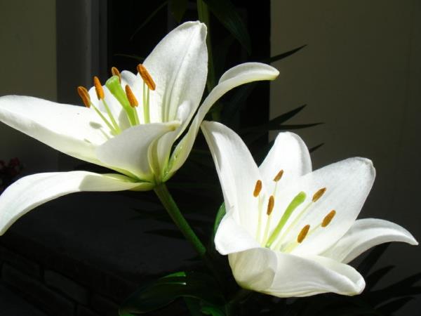 liljat valkoiset kauniit kukat kukkakimput
