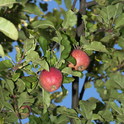 Frugt, der skal undgås under graviditeten 4