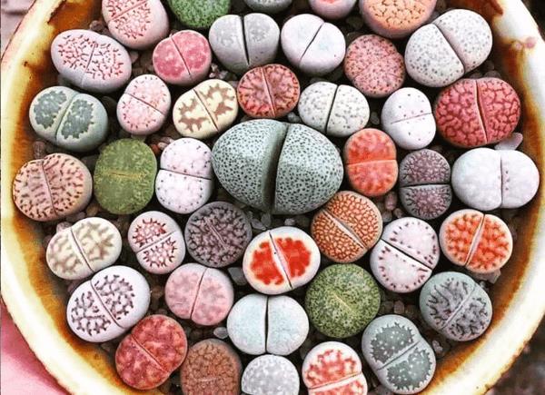 lithops elävät kivet mehevä kasvi