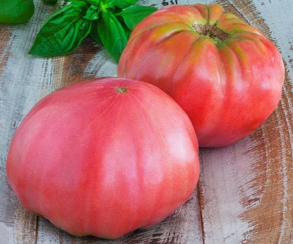 Brandywine tomater
