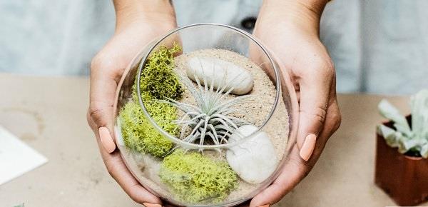 ilma kasvit terraario hiekka hameet lasi