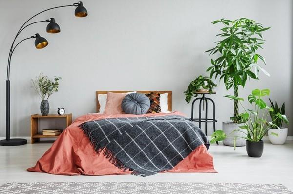 terveellisiä ilmanpuhdistavia kasveja makuuhuoneessa