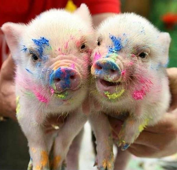 hauskoja eläimiä värikkäitä tahrattuja sikoja