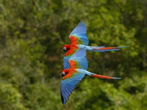hauska söpöjä eläimiä värikkäitä papukaijoja lentää harmonisesti