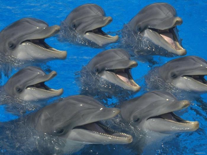 hauskoja eläimiä delfiinit hymyilevät villieläimelleni