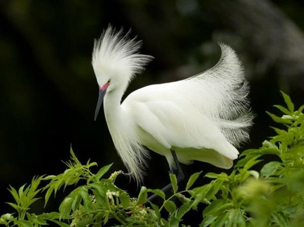 hauska eläimet eksoottinen lintu hienoilla höyhenillä valkoisella