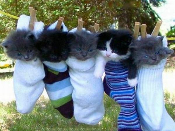 hauskoja eläimiä viisi söpöä pentua sukassa