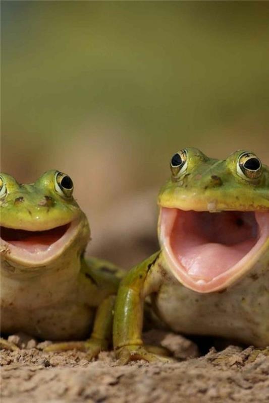 hauskoja eläimiä sammakot rupikonna nauraa eläinmaailmaa
