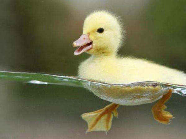 hauska söpöjä eläimiä keltainen tipu vedessä