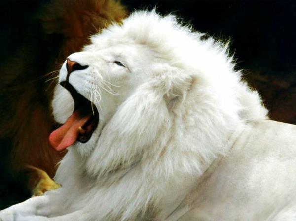 hauskoja eläimiä ammottava valkoinen leijona