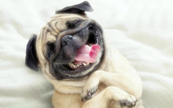 hauska eläimet lemmikit koira hymy