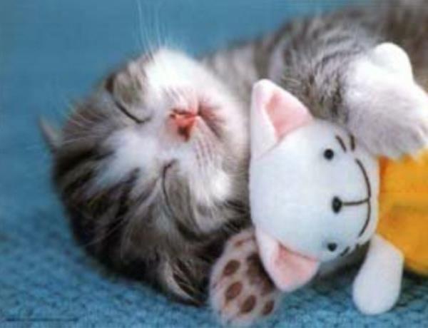 hauska eläimet pieni kissa nukkuu pehmolelun kanssa