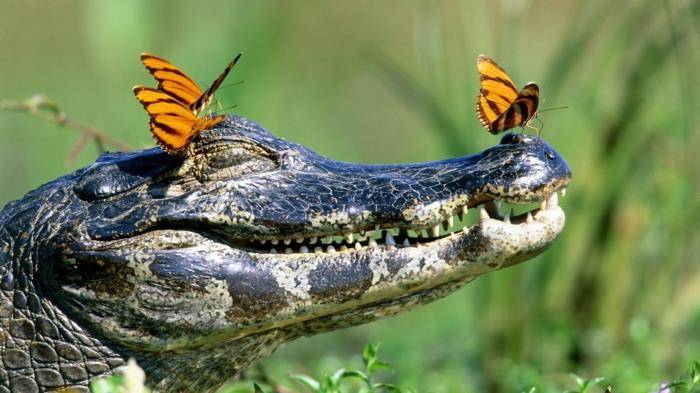 hauskoja eläimiä krokotiilejä hymyilee perhosia villieläimiäni
