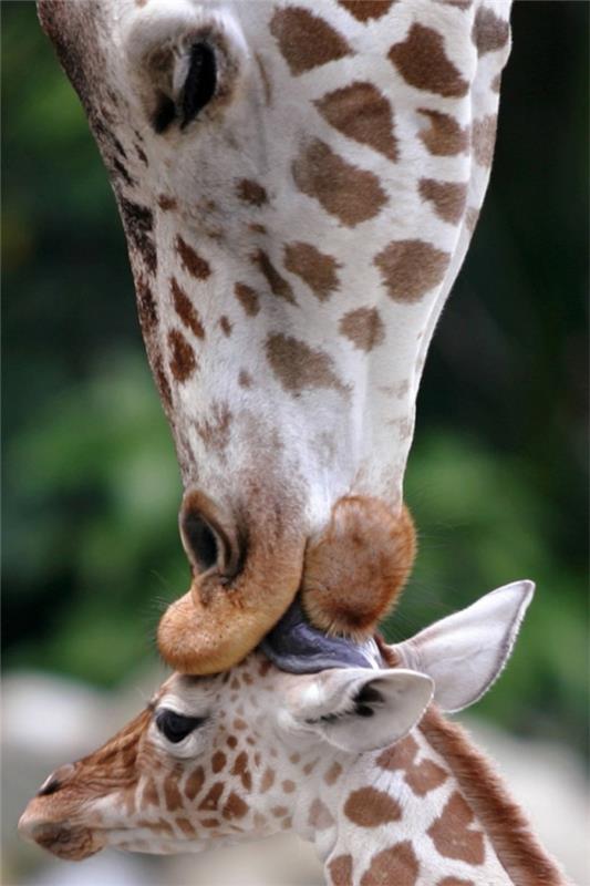 hauska söpöjä eläimiä rakastava kirahvi