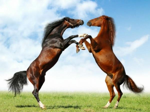 hauskoja söpöjä eläimiä hevoset taistelevat niityllä