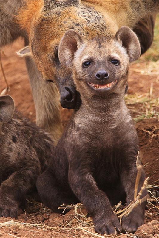 hauskoja eläimiä afrikka savanni hyeena eläimistöni