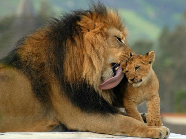 hauska söpöjä eläimiä isä rakastaa leijonia