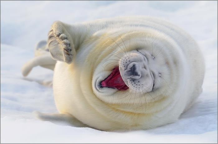 hauska eläimet valkoinen hylje nauraa villieläimelleni