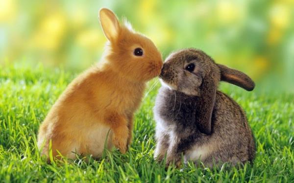 hauska söpöjä eläimiä kaksi pientä kania