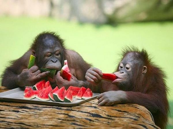hauskoja eläimiä kaksi simpanssia syö vesimelonia