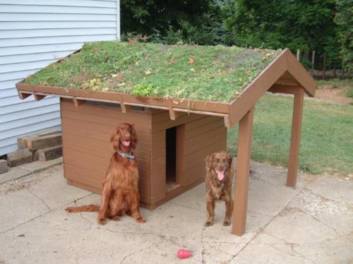 Koiratalon malleja, joiden katolla on puutarha
