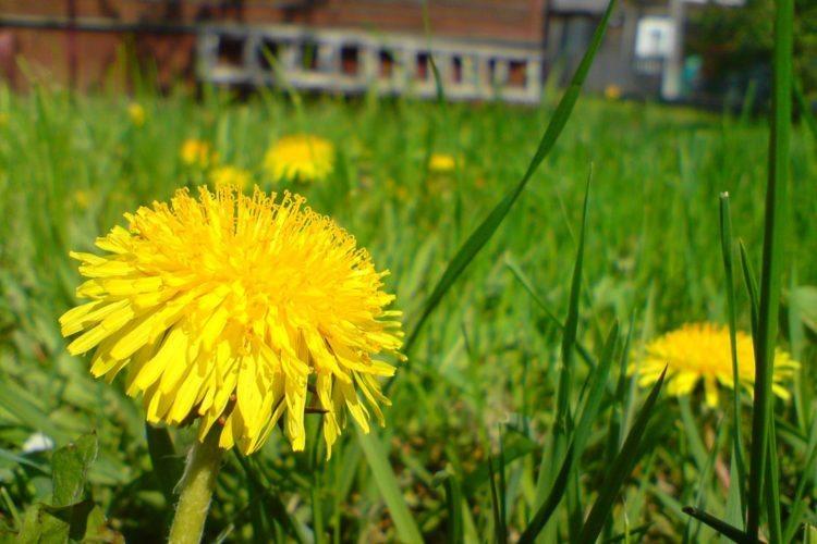 Poista voikukan rikkaruohot luonnollisesti nurmikolta