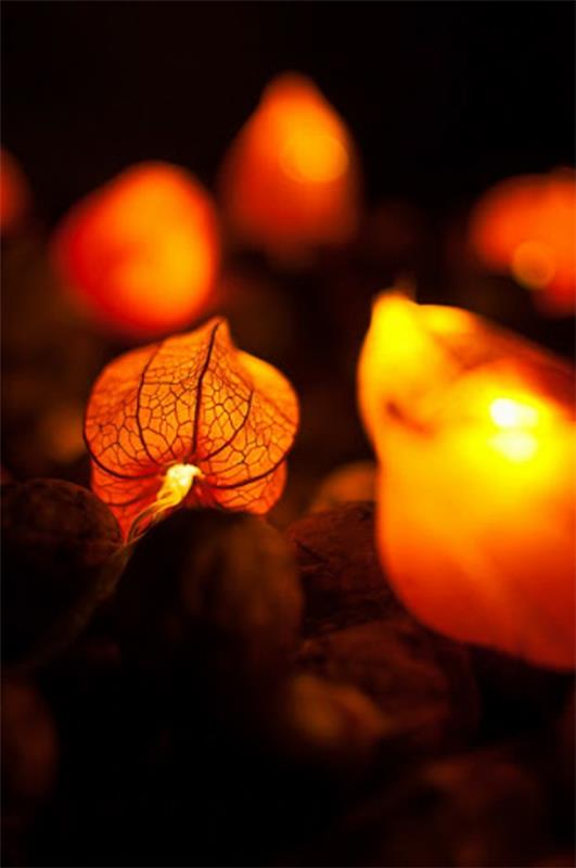 tehdä taikuus keiju valot Physalis lampion kukka