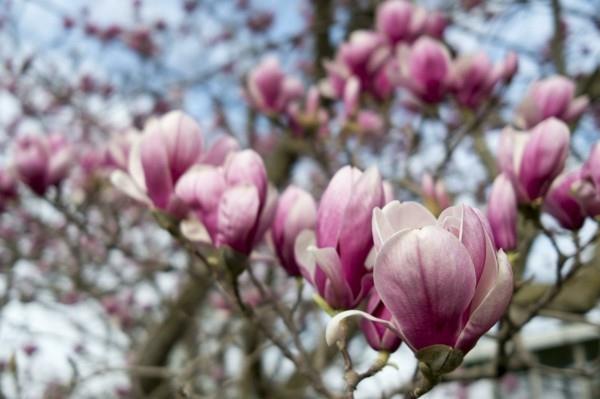 Magnolian istuttaminen talon puun puutarhaan