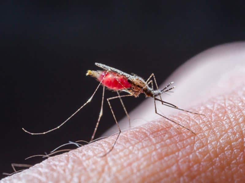 A malária okai és tünetei