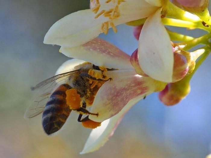 manuka hunaja terveellinen ruoka korjata mehiläinen