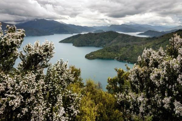 manuka hunaja manuka puu uusi seelanti