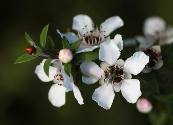manuka hunaja manuka puu