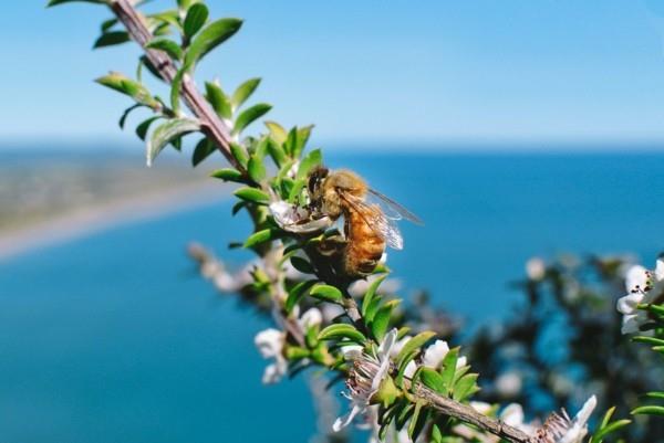 manuka hunaja manuka kasvi