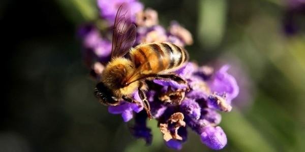 manuka hunaja vaikutus