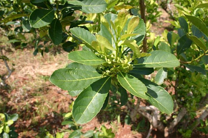 matetee terveellinen juoma calabash bombilla matestrauch