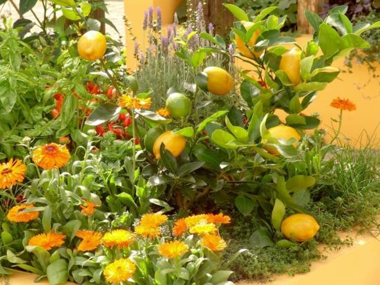 luoda Välimeren puutarhakasvit sitruunat kukat