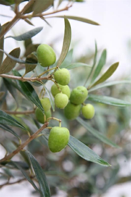 Välimeren puutarhakasvi ideoita oliivipuu