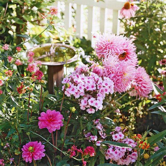 Tummanvihreät ja erilaiset vaaleanpunaiset kukat tuovat enemmän väriä puutarhaan