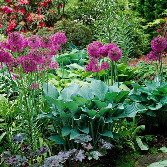 vehreät ja violetit kukat sitä vastoin tuovat puutarhaan enemmän väriä
