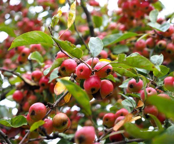 istuta useita terveitä omenoita omenapuu