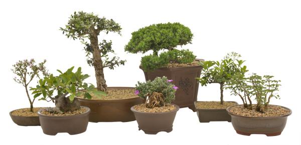 useita ruukkuja bonsai - hienoja ideoita