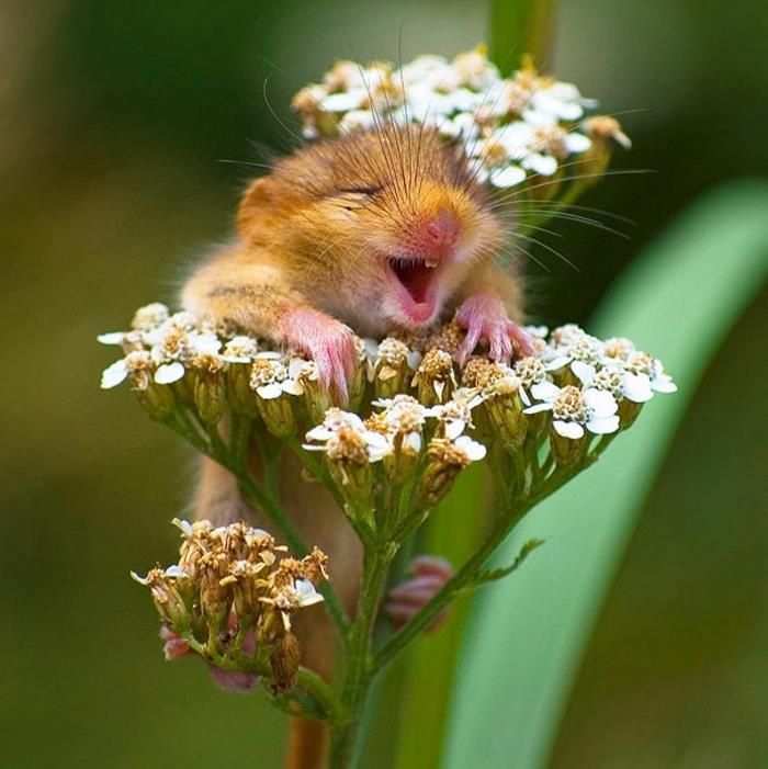 minun eläinmaailman hiiren kukka söpöjä eläimiä