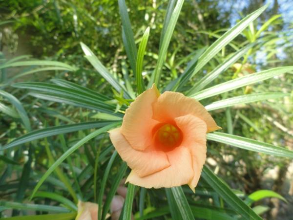 meksikolainen lajike oleander hoito