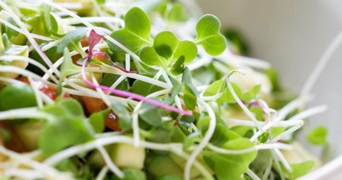 mikrovihannekset herkullinen kikherne salaatti